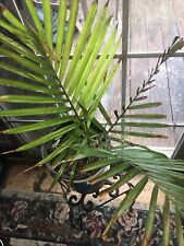 Dypsis leptocheilos palm for sale  Fredericktown