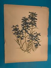 Botanical drawing antique for sale  LONDON