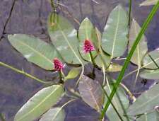 Persicaria amphibia marginal for sale  MARKET RASEN