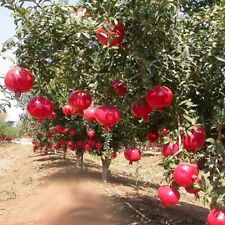 Pomegranate tree persian for sale  Shipping to Ireland