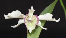 Dendrobium rhodostictum fiorit usato  Spedire a Italy