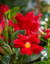 Mandevilla bella scarlet for sale  Gate City