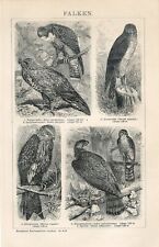 1895 falcon birds for sale  Shipping to Ireland