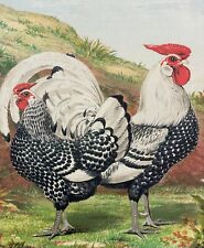 Antique wyandotte chicken for sale  NORWICH