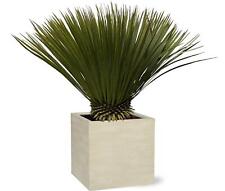 Palmlilie yucca rostrata gebraucht kaufen  Lautrach