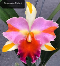 Orchid Orchid Cattleya (lc.) Amazing Thailand (39 L) myynnissä  Leverans till Finland