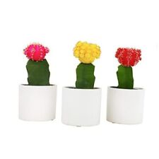 Grafted cactus plants for sale  Miami