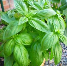 Sweet basil aromatic for sale  WORKSOP
