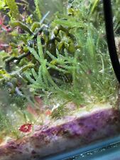 Caulerpa webbiana live for sale  NORTHOLT