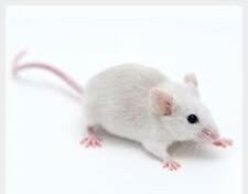 Pack frozen mice for sale  BUNGAY
