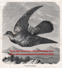 Bird homing pigeon for sale  Lake Villa