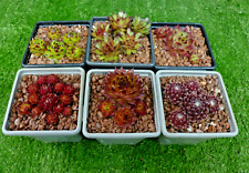 Assorted sempervivum plants for sale  SWADLINCOTE