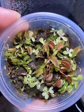 Pinguicula pirouette vft for sale  Bellevue