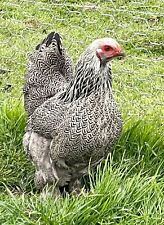 Brahma hatching eggs for sale  SPALDING