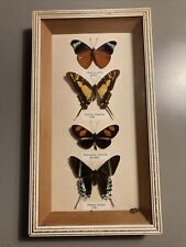 Framed butterfly taxidermy for sale  BRISTOL