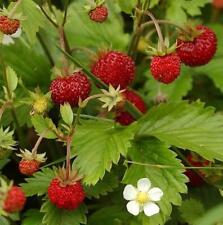 Alpine strawberry seeds for sale  UK