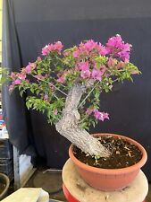 Piante bonsai usato  Venetico