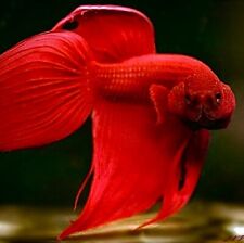 Stunning veiltail red for sale  LONDON