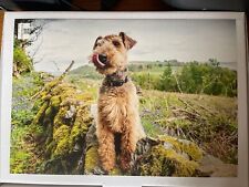 Welsh terrier jigsaw for sale  HELENSBURGH
