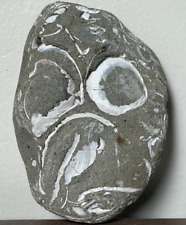 Seashell fossil stone for sale  USA