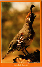 Gambel quail arizona for sale  Shipping to Ireland