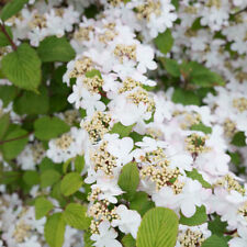 Viburnum kilimanjaro sunrise for sale  IPSWICH