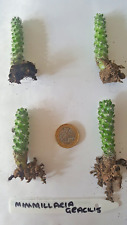 Baby mammillaria gracillis for sale  CLITHEROE