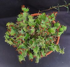 Euphorbia red flowers for sale  Spicewood