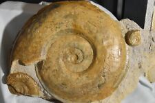 Géante ammonite toarcien d'occasion  Pont-à-Mousson