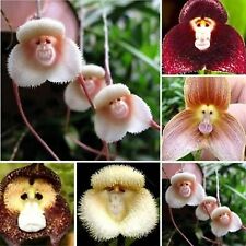 Mixed seeds monkey for sale  Shipping to Ireland