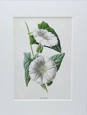 Victorian wildflower print for sale  LISKEARD