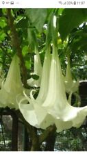 Brugmansia white plant for sale  CHRISTCHURCH