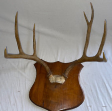 Mule deer antlers for sale  Rose City