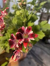 Used, PELARGONIUM ‘NEW GYPSY’! AMAZING FLOWERS! for sale  Shipping to South Africa