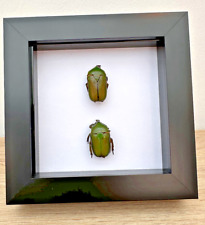 Jewel scarab taxidermy for sale  CHESTER LE STREET