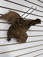 Bobwhite quail flying for sale  Tecumseh