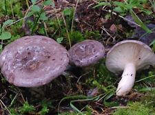 Usado, Lactarius trivialis grano micelio seco 10 g, 30 g, 100 g Млечник обыкновенный segunda mano  Embacar hacia Argentina