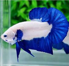 peixe betta macho vivo HMPK aro azul borboleta forma macho Indonésia comprar usado  Enviando para Brazil