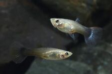 Guppy guppies fish for sale  Shipping to Ireland