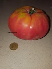 Huevo toro tomate usato  Spedire a Italy