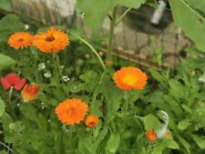 Pot marigold seeds for sale  WALLASEY