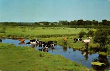 Postcard dairy cattle for sale  Tulsa