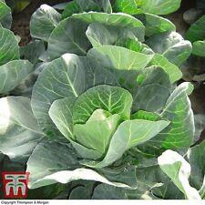 Thompson morgan cabbage for sale  UK