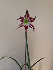 Hippeastrum Hybrid - 1 Bulb FLOWERS SIZE BULB The Fragrant Flower!!! for sale  Shipping to South Africa