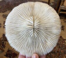 Top mushroom coral for sale  Superior
