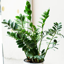 Zamioculcas house plant for sale  IPSWICH