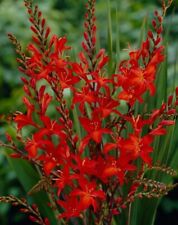 Red crocosmia plants for sale  NAIRN