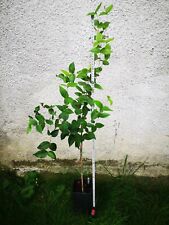 Używany, Dark pitanga, suriname cherry, Eugenia uniflora, live plant - passport phyto. na sprzedaż  PL