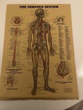 Nervous system anatomical for sale  SEAFORD