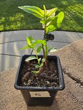 Rooted jujube grafting for sale  Valencia